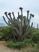 081  cactus.JPG